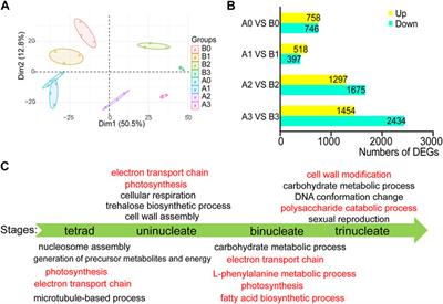 Combined Transcriptome and Proteome Analysis of Anthers of AL-type Cytoplasmic Male Sterile Line and Its Maintainer Line Reveals New Insights into Mechanism of Male Sterility in Common Wheat